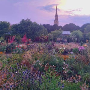 May include: A picturesque garden at dusk, showcasing a diverse array of flowers and foliage. A church spire stands tall in the background against a dusky sky. The garden is filled with purple, pink, and yellow flowers.
