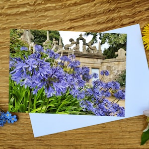 Agapanthus in Hardwick Hall, Derbyshire, wenskaart en canvasafdruk