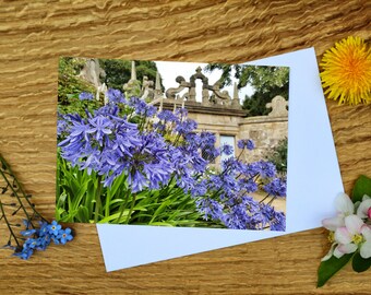 Agapanthus in Hardwick Hall, Derbyshire, wenskaart en canvasafdruk