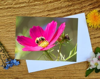 Oscars Cosmos A6 Greeting Card and Canvas Print