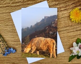 May include: A brown and white cow grazing in a field with a rocky hillside in the background. The sky is a light blue with some clouds.
