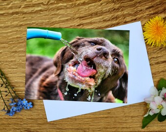 May include: A brown dog with grey fur drinks water from a blue hose. The dog's tongue is sticking out and water is dripping from its mouth.