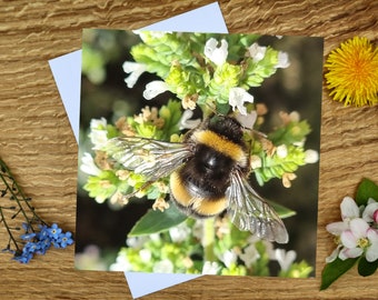Bee on Oregano Greeting Card: Garden Herb Nectar