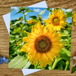 Zonnebloemen 6 x 6 inch wenskaart en canvasafdruk