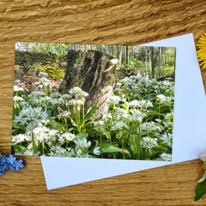 Flores de ajo silvestre en Linacre Woods en Chesterfield - Tarjeta de felicitación A6 e impresión de lienzo