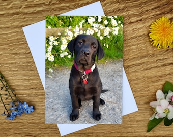May include: A black Labrador Retriever puppy sits in a field of white daisies. The puppy is wearing a red collar with a tag. The puppy is looking up at the camera.