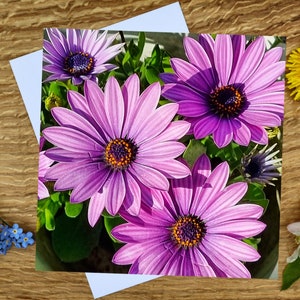Osteospermum in paarse wenskaart van 6 x 6 inch en canvasafdruk