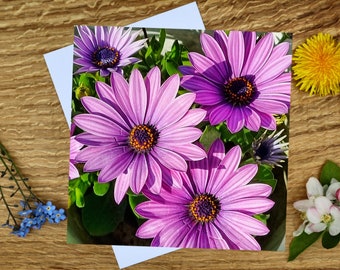 Osteospermum in purple 6"x6" Greeting Card and Canvas Print