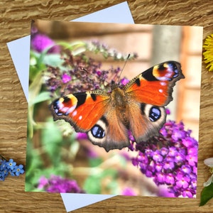 Pauwvlinder op Buddleia: wenskaart en canvasafdruk van 6 x 6 inch