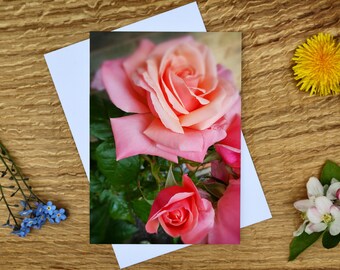 May include: A close-up of a pink rose with a smaller pink rose bud. The roses are in focus and the background is blurred.