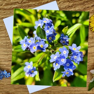 Carte de voeux ou impression sur toile « Myosotis 15 x 15 cm »