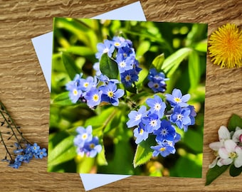 Forget-me-not 6"x6" Greeting Card or Canvas Print