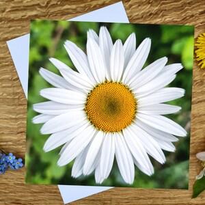 Carte de voeux et impression sur toile Oxeye Daisy 6 x 6 po.
