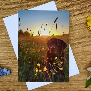 Cocoa at Sunrise A6 Greeting Card