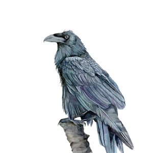 Raven Watercolour Painting Art Print