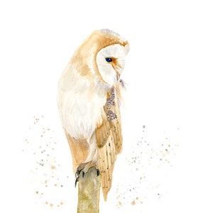 Barn Owl Watercolor Giclee Art Print, British Wildlife, Bird Print