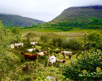 Irish Cow Print, Ring of Kerry, Fine Art, Nature Photography, Serene Wall Art, Ireland Landscape, "Irish Cows"