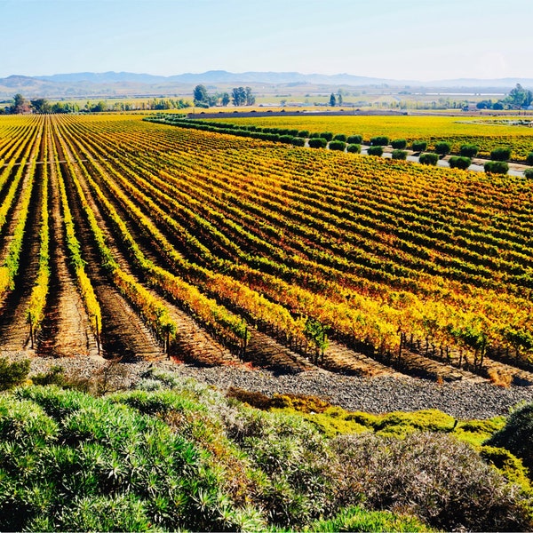 Sonoma Valley Vineyard Photography, Wine Country Print, California Coast, Gloria Ferrer Winery, Bright Wall Art, "Sonoma Vineyards"