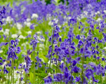 Irish Bluebells, Ireland Photography, Fine Art Prints, Green Wall Art, Purple Wall Decor, Wildflowers, Flowers, Nature - Blarney Bluebells