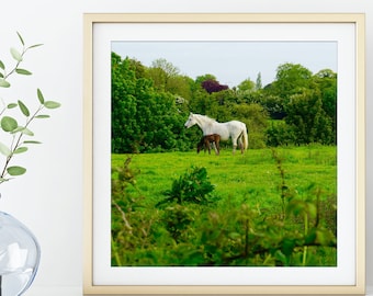 Square Irish Horse Print / Kinsealy Ireland Photographic Print / Ireland Travel Photography / Animal Wall Art / Nature Home Decor