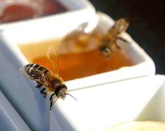 Santorini Bee Print, Greek Islands, Sunshine, Square Print, Animals, Nature, 12x12, 16x16, 20x20, 24x24, Wall Art, Honey Bee - Bees to Honey