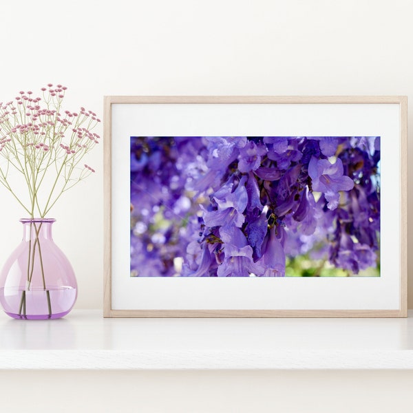 Purple Jacaranda Bloom Print, Blossoms, Large Wall Art, Purple, Flowers, Nature Photography, San Diego, California - Jacarandas in June