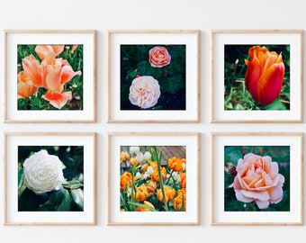 Floral Gallery Wall / Six Fine Art Prints / 5x5 / Choose Your Own / Orange & White Flowers / Neutral Art / Home Decor / Flower Photography