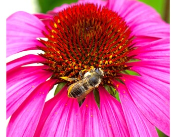 Flower Photography, Gifts for Her, Fine Art Print, Nature Photography, Wall Art, Pink Wall Decor, Animal Art, Honey Bee - The Pollinator