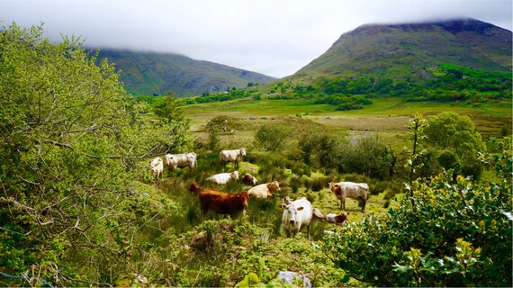 Irish Cow Print, Ring of Kerry, Fine Art, Nature Photography, Serene Wall Art, Ireland Landscape, "Irish Cows"