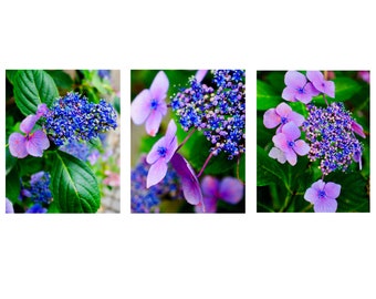 Hydrangea Photo Set / Three Fine Art Photographs / Purple Hydrangeas / Belgium Flower Photography / Colorful Flowers / Home Decor / Wall Art