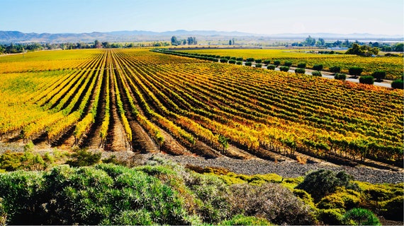 Sonoma Valley Vineyard Photography, Wine Country Print, California