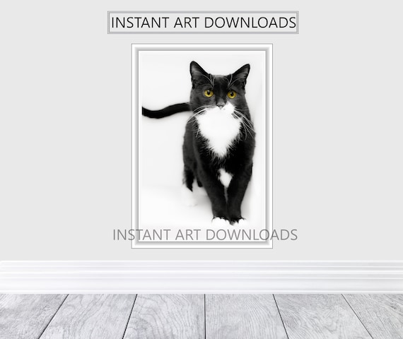 Stock Photography Tuxedo Cat Black And White Cat Animals Pets Etsy