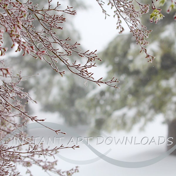 Photography Background Studio Backdrop Stock Photography Winter Snow Japanese Maple Tree Portrait Background Country Mountains Landscape Art