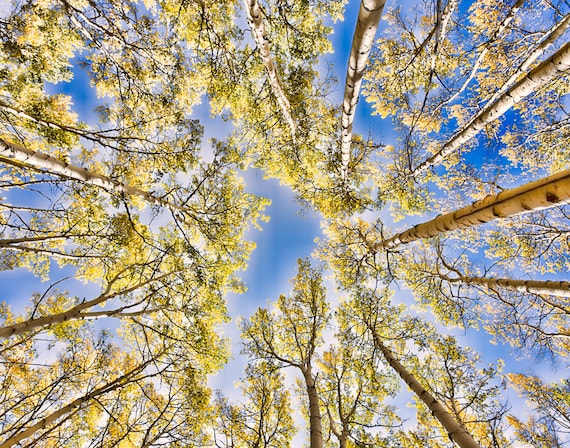 Canopy of Aspen, Colorado Art Print, Colorado Photography, Countryside Decor, Wall Art, Travel Photo, Travel Photography, Colorado Aspen