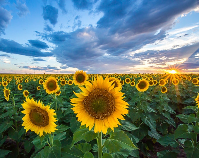 Featured listing image: Sunflower Photography Prints Nature, Sunflower Photographs on Metal, Sunflower Wall Art Canvas, Sunset Photo Canvas, Sunflower Décor Bedroom