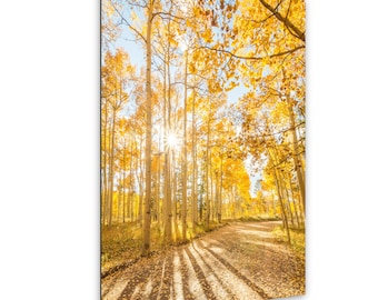 Puede incluir: Fotografía de un paisaje de un bosque en otoño. Altos árboles con hojas de color amarillo dorado bordean un camino de tierra. El sol brilla a través de los árboles, proyectando largas sombras en el suelo.