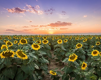 Colorado Landscape Sunflower Photo, Colorado Sunflower, Digital Download Photography, Travel Photography, Photography, Sunflower Wall Art,