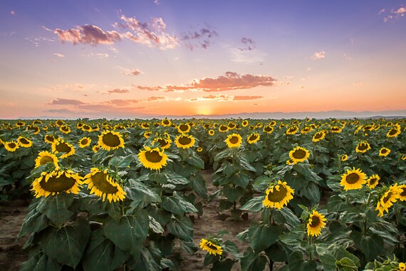 Colorado Landscape Sunflower Photo, Colorado Sunflower, Digital Download Photography, Travel Photography, Photography, Sunflower Wall Art,