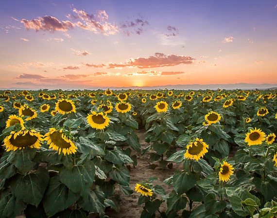 Sunflower Colorado Photography Print or Photo on Canvas in 6 Sizes – Ideal Picture for Your Sunflower Decor