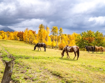 Puede incluir: Cuatro caballos pastan en un campo con un fondo de follaje otoñal amarillo y naranja. El cielo está cubierto de nubes oscuras.