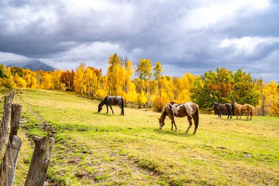 Mountain Photography Print, Mountain Photography, Landscape Photography Canvas, Mountain Wall Art Print, Colorado Photography, Horses