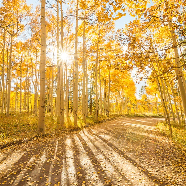 Colorado Landscape Photo, Colorado Aspen, Digital Download Photography, Travel Photography, Mountain Photography, Fall Landscape Photo,