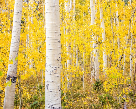 Colorado Art Print, Colorado Photography, Mountain Photo, Rustic Decor, Colorado Photo, Colorado Aspen Photo, Colorado Photo, Fall Photo