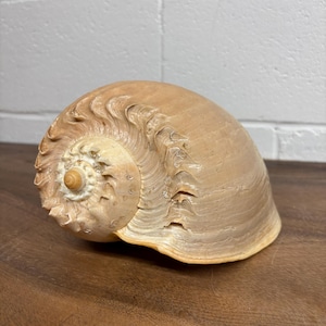 Puede incluir: Una concha grande y beige con un diseño en espiral. La concha tiene una superficie lisa y brillante con crestas texturizadas y una pequeña abertura central. La concha se exhibe sobre una superficie de madera oscura.