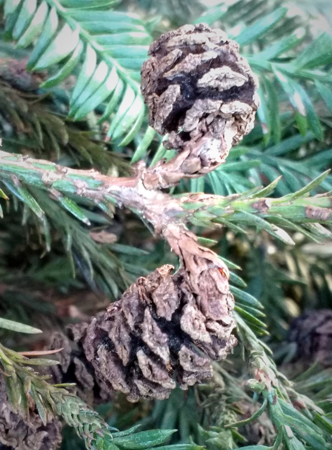 Redwood Cones California Redwood Cones Natural Decor Pine Etsy