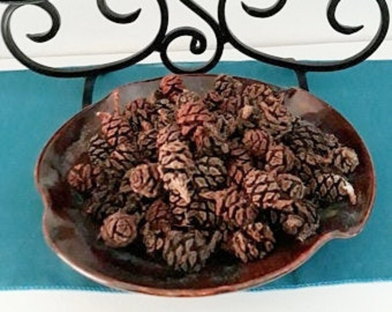 Redwood Cones California Redwood Cones Natural Decor Pine Etsy