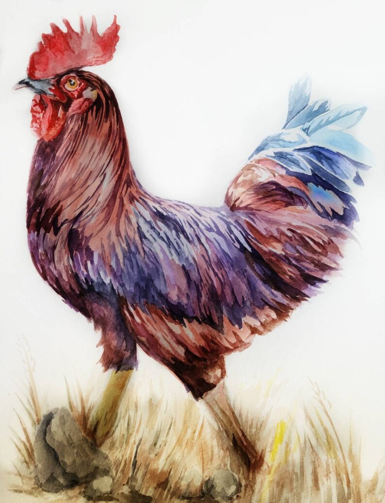 Download Rhode Island Red Rooster Watercolor Painting Illustration Chicken Rhode Island State Bird Art Art Collectibles Painting Keyforrest Lt