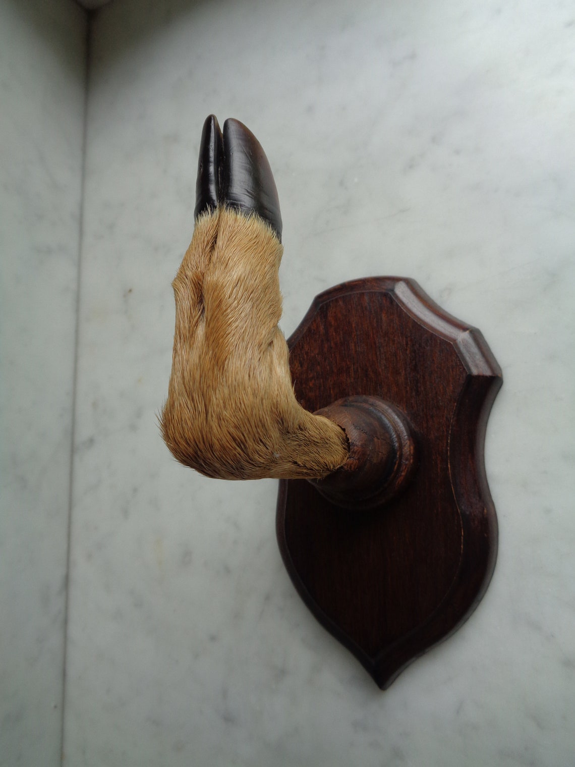 Deer leg hook vintage coat rack France taxidermy hunting Etsy