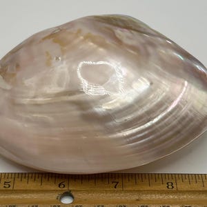 Beautiful Polished Mother of Pearl Clam Shell Closed Full Coastal Decor Beach Wedding Bridal Seashell Sea Shell Decor Gift Hut She Shack
