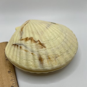 Vintage Box Hinged Snap Closed Gift Swirled Plastic Clam Shell Seashell Bridal Made in Hong Kong Beach Theme Wedding Gift Decor Girlfriend